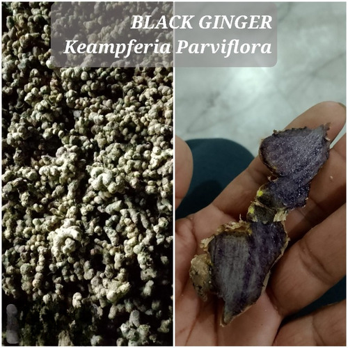 Black Ginger