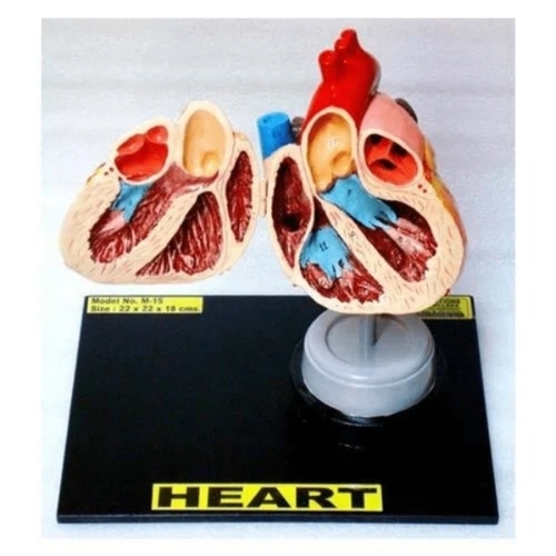 Heart Anatomical Models