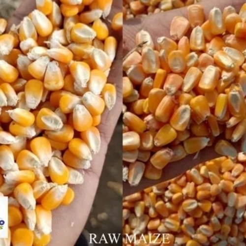 Raw Maize Seeds 