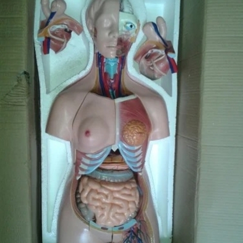 Torso Models With 23 Parts 