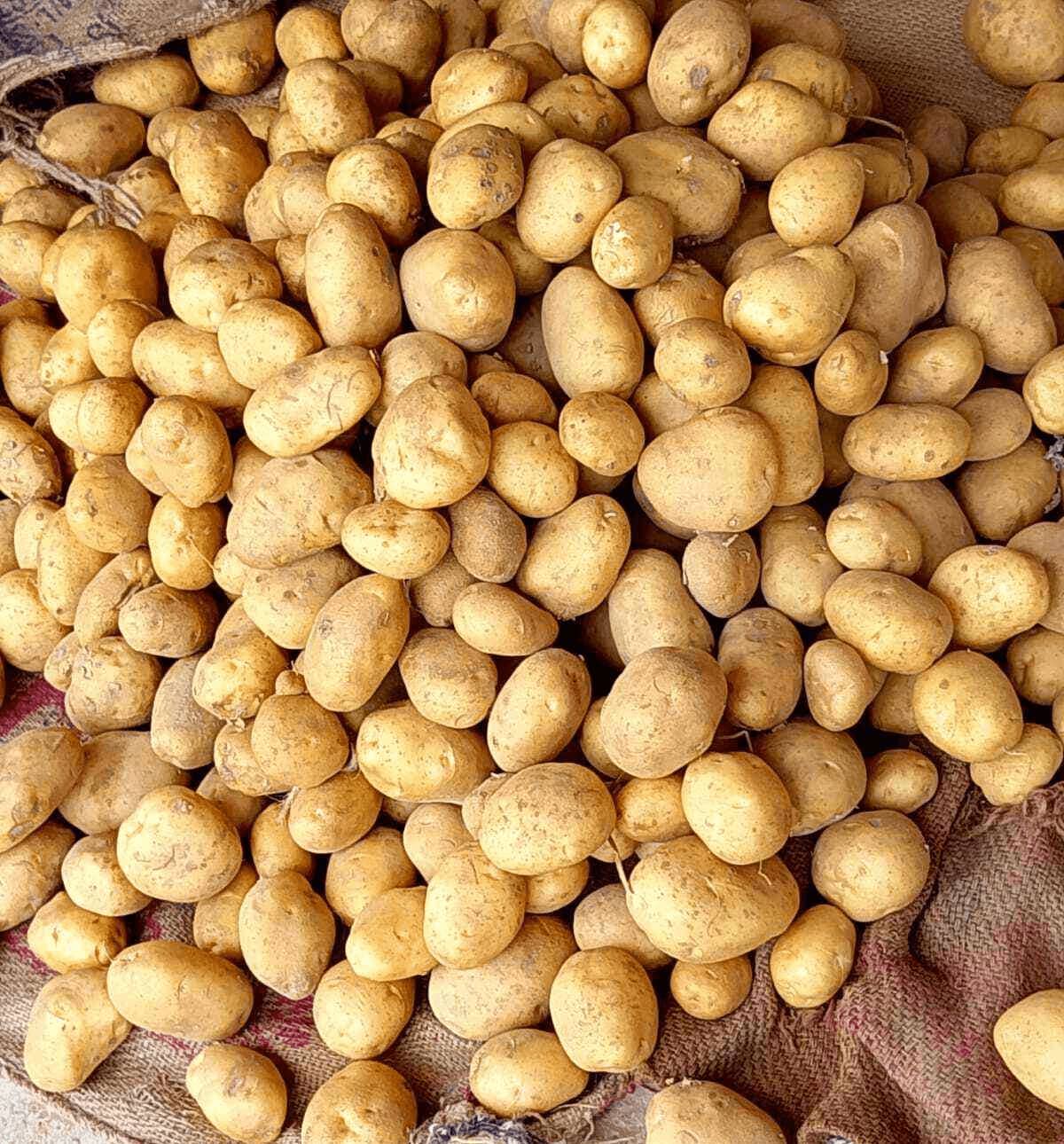 Export Quality Kufri Pukhraj Potato