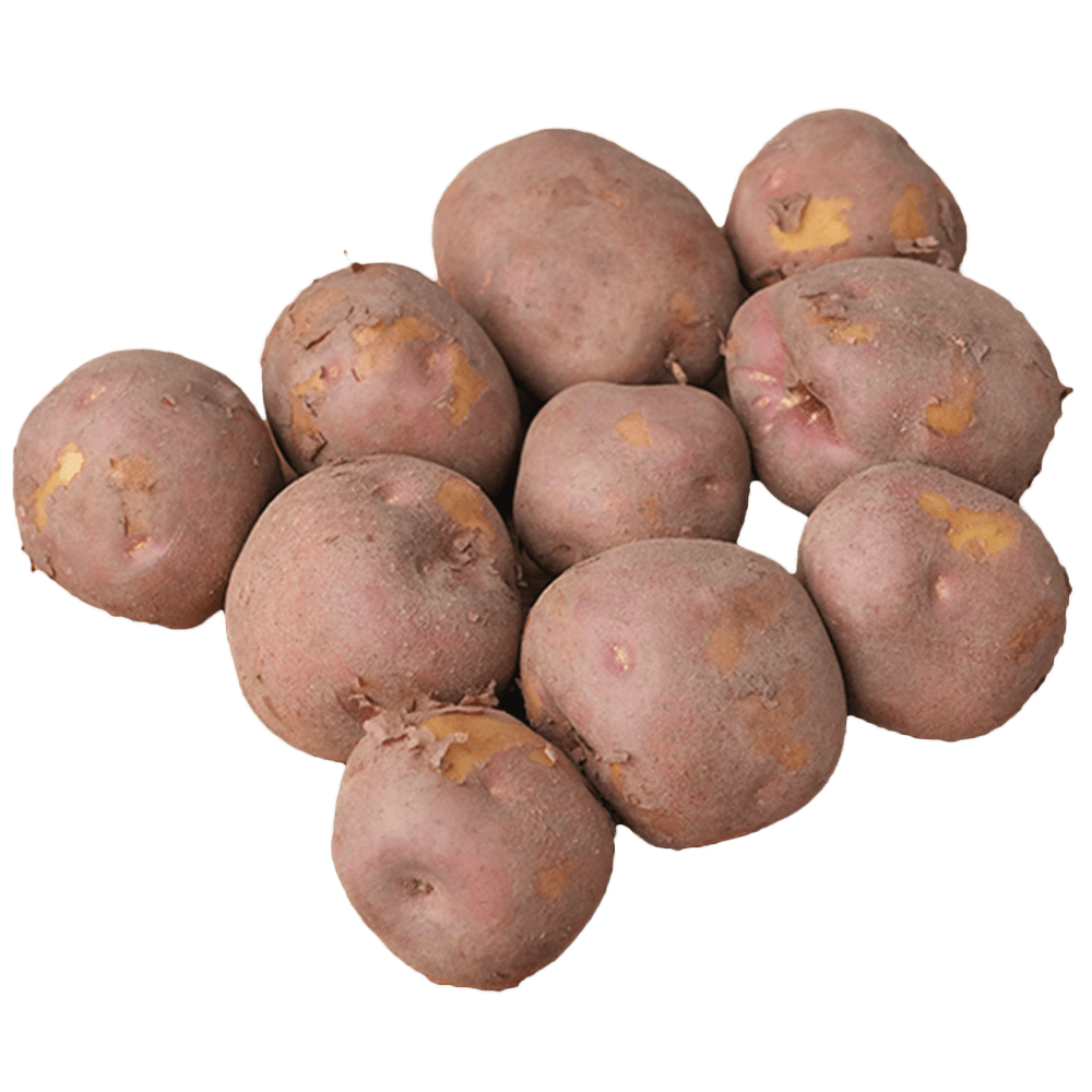 Export Quality Lady Rosetta Potatoes Or Red Potatoes