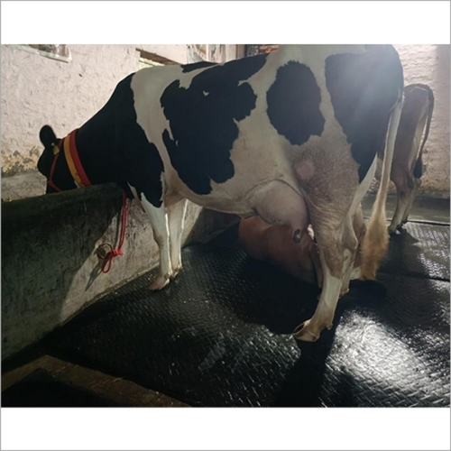 Dairy Cow