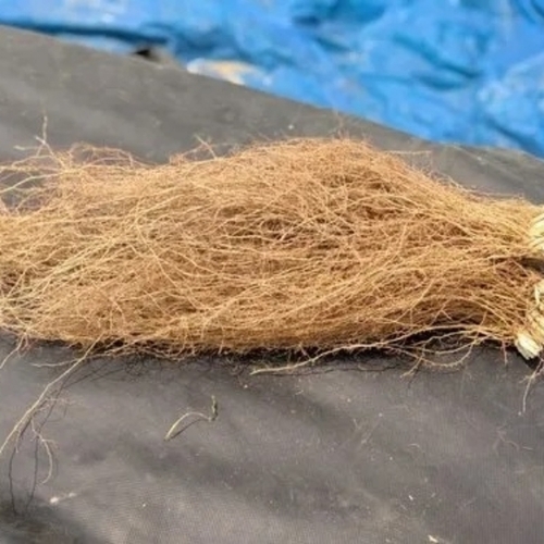 Khas Or Vetiver Roots