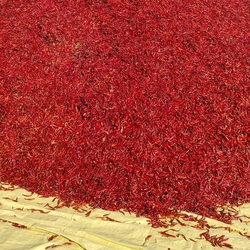 Spicy Flavor Red Chilli - 100% Red Chilli Powder, Dried Pods, Hot Taste, Pungent Aroma