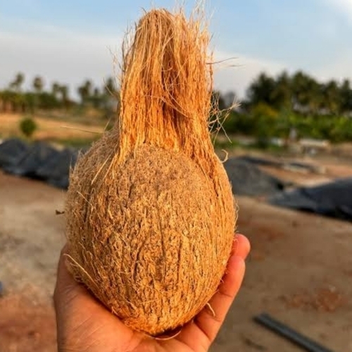 Coconut 