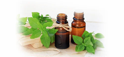 Holy Basil Essential Oil