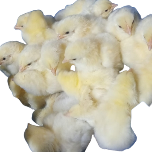 Poultry Farm Chicks