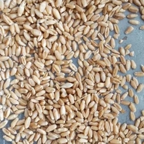 Wheat bran