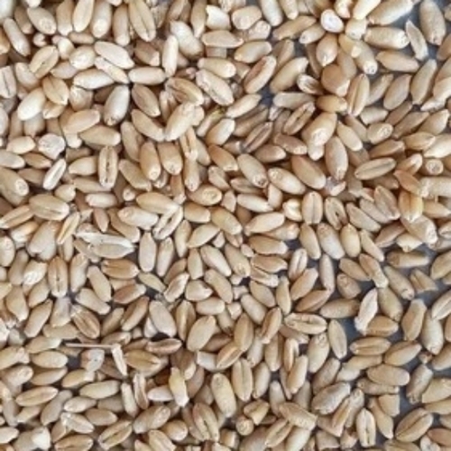 Wheat Grain