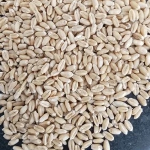 Wheat seeds