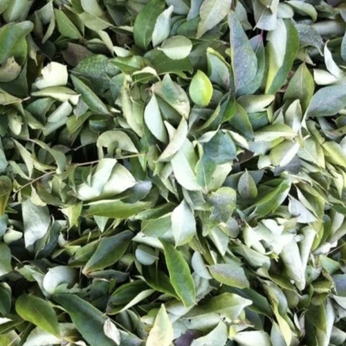 Natural Dry Curry Leaves