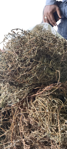 Bacopa Dry
