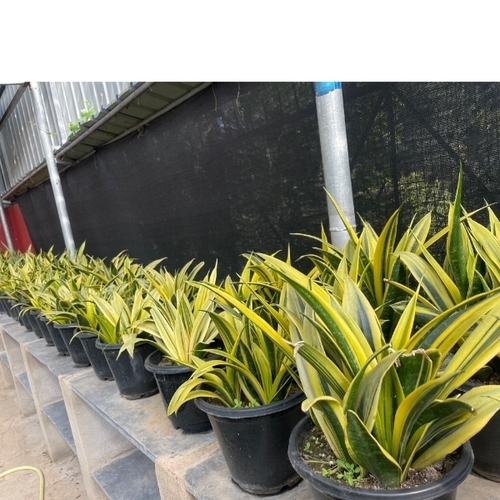 Decorative Indoor Plant