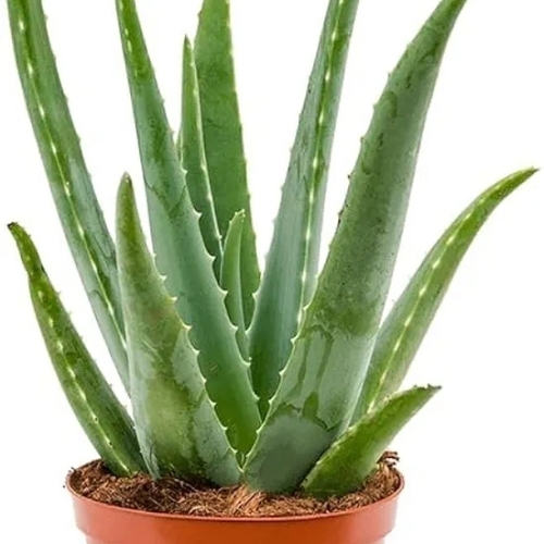 Drought Tolerant Aloe Vera Plants