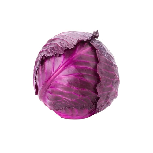 Fresh Cabbage