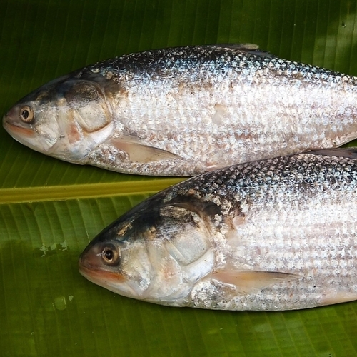 Frozen Ilish