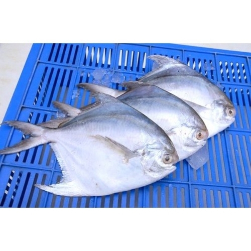 Frozen Pomfert fisf