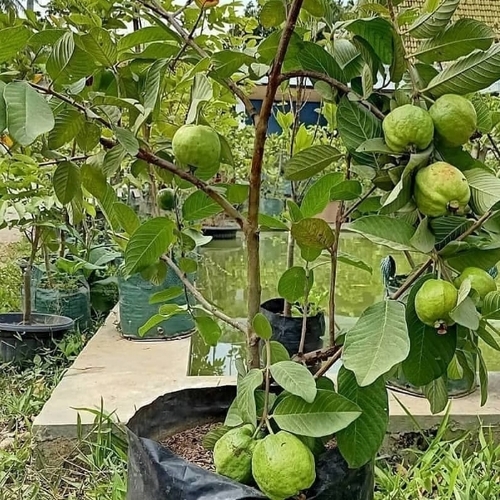 Fruit Plant - Organic Green Leaves, Easy To Grow, Hygienically Cultivated