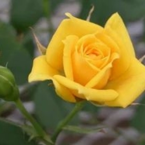 Yellow Rose Flower Plant - Organic, Yellow | Natural, Easy to Grow, Hygienically Cultivated