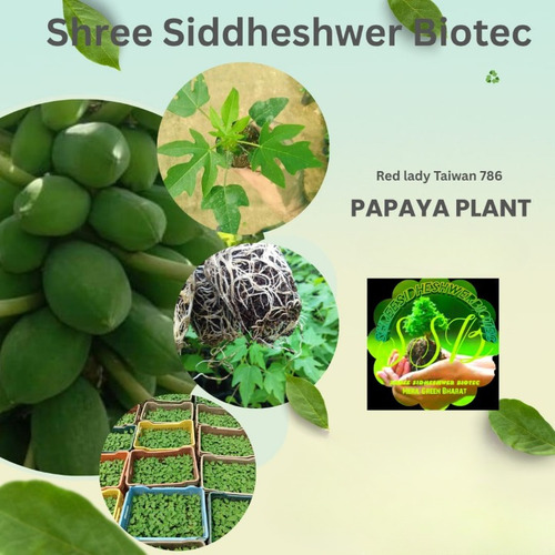 15 Numbar Papaya Plant