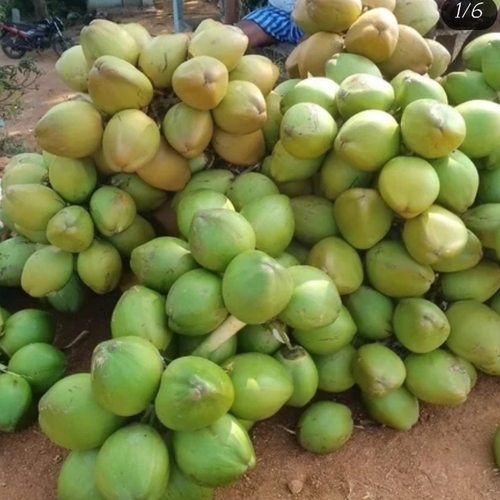 Smooth Surface Fresh Green Coconut - Thick Husk Juicy Flesh | Natural Freshness Sweet Water Firm Texture Chemical Free Organic