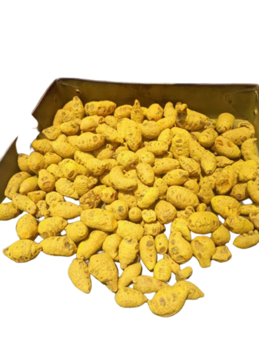 Turmeric Salem Gatta