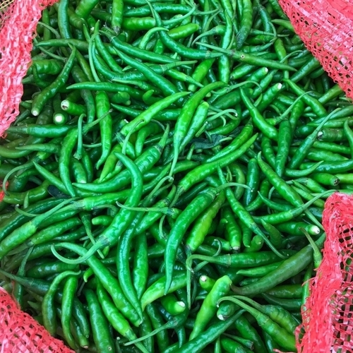 Organic Green Chilli