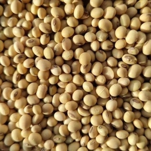 Oganic Soybean Seeds