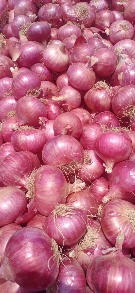 Pink Garwa Onion - Shelf Life: 90 Days