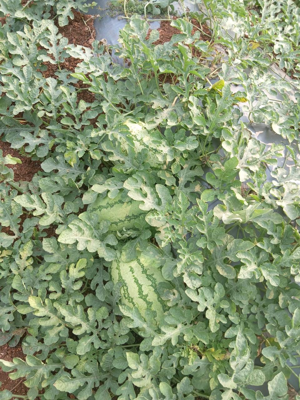 Nutrient Rich Organic Watermelon - Color: Green White