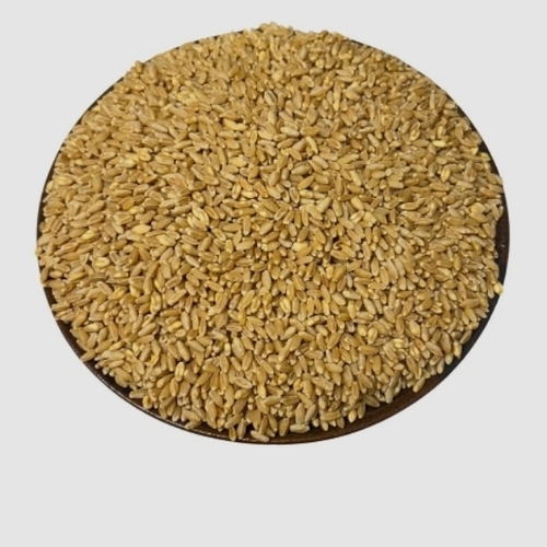 Wheat Grain