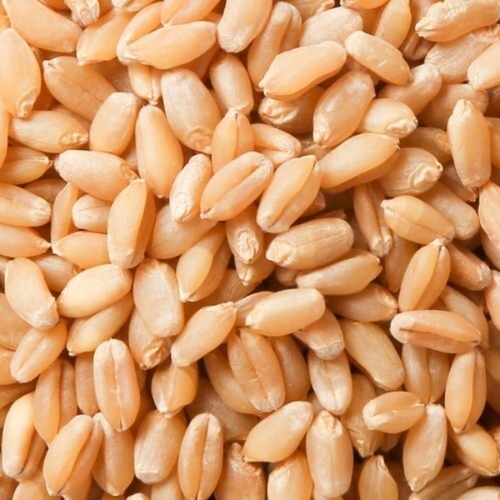 Brown Color Wheat Grain