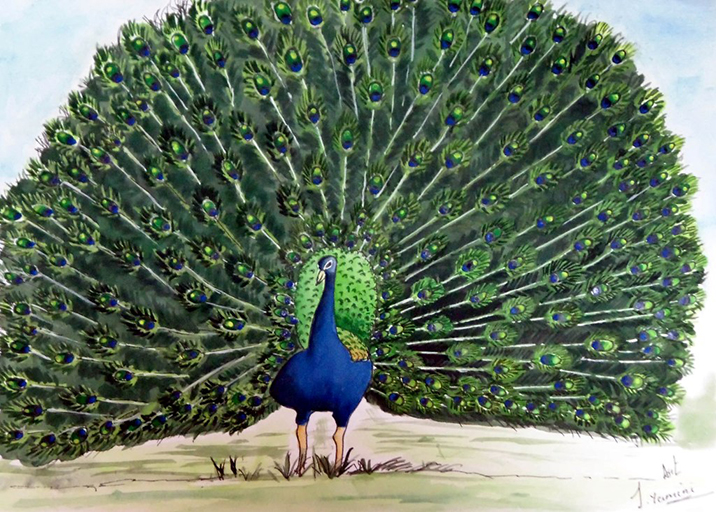 Custom Peacock Hand Painting - Color: Multicolor