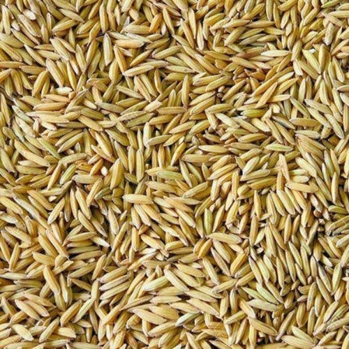 Paddy Rice - Organic Brown Solid, Dried | Staple Grain, Flood Resistant, Irrigation Dependent, Nutrient Rich