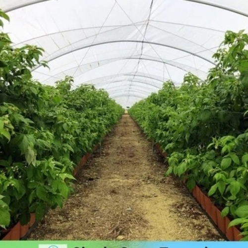 Single Span Poly Tunnel Structure