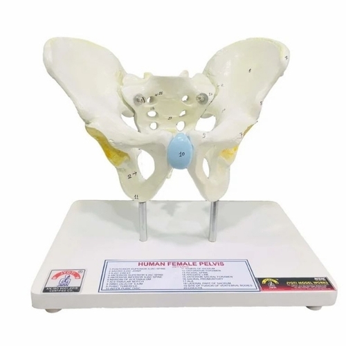 Female Pelvic