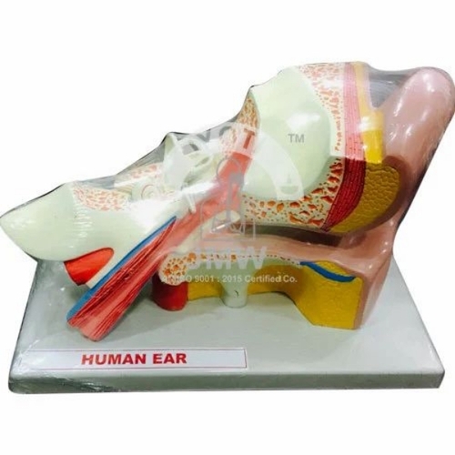 Human Ear Model