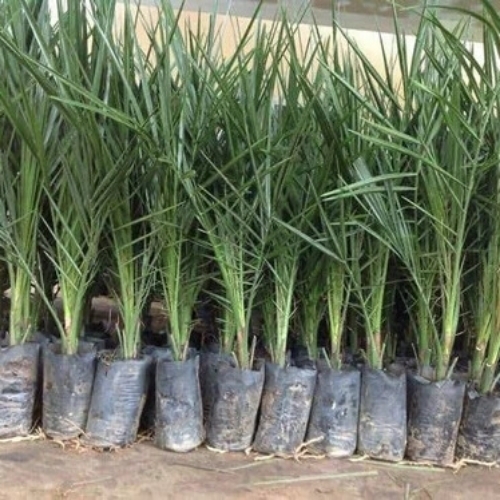 Tissue Culture Plant - Breed: Natural