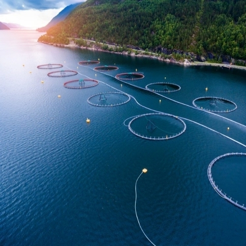 Sea Fish Net