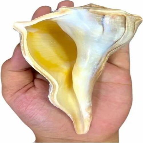 Conch Shell Shankh