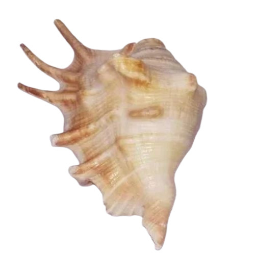 Panchmukhi Conch Shell Shankh