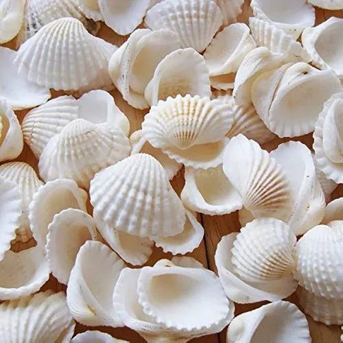 Sippy Seashells