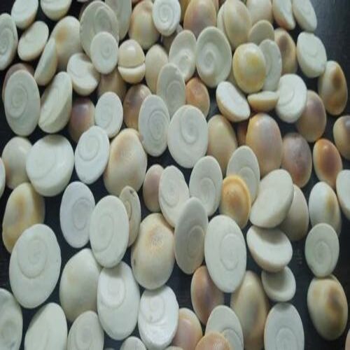 White Gomti Chakra Seashell