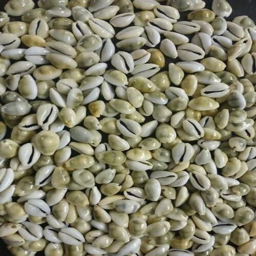 Yellow Natural Seashell