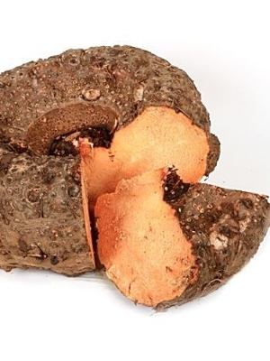 Elephant Yam - Cultivation Type: Normal