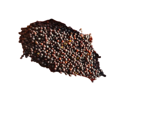 Natural Mustard Seeds - Purity: 100 % Pure