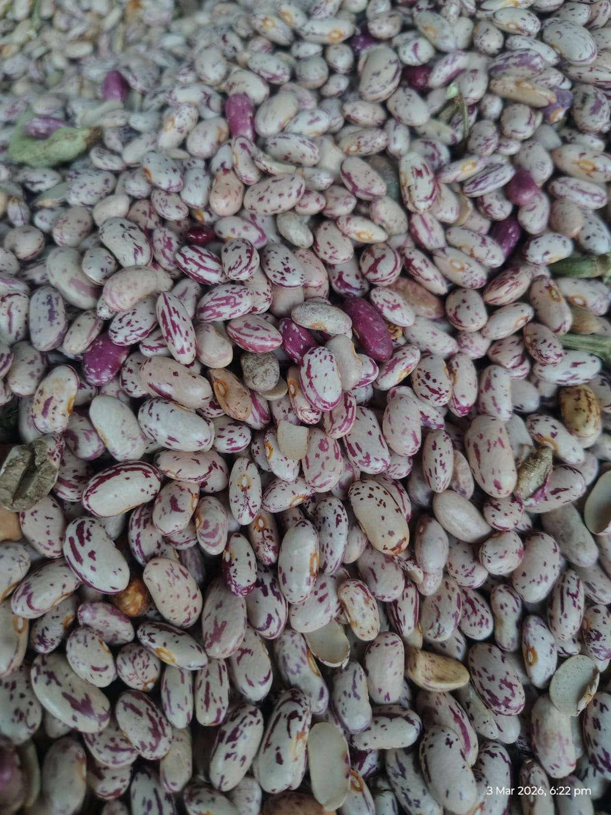 Kidney Beans 