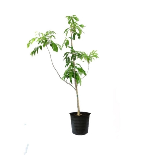 Litchi Plant