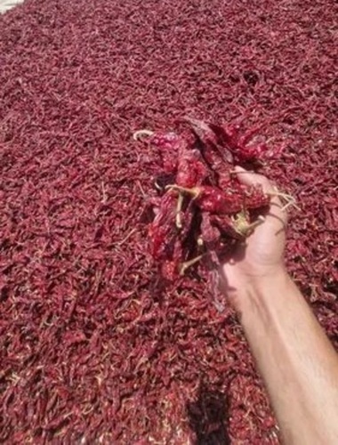 Teja Dry Red Chilli